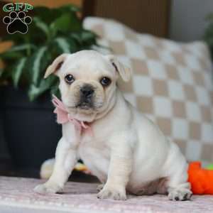 Raine, French Bulldog Puppy